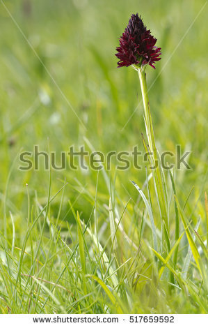 Nigra Stock Photos, Royalty.