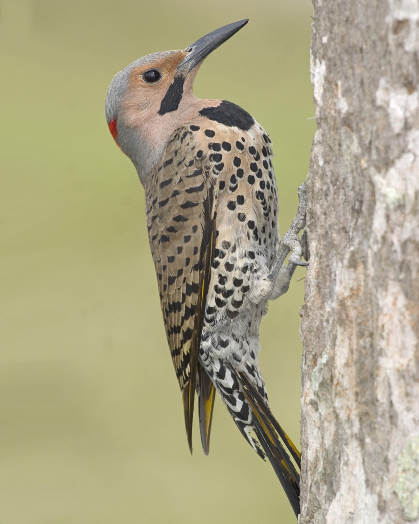 Northern Flicker Yellow.