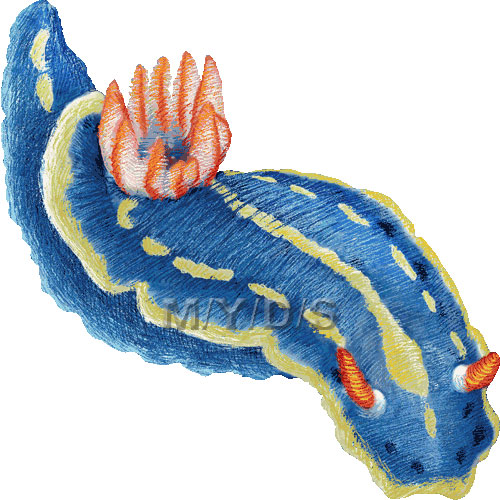 Hypselodoris Festiva, Nudibranch clipart graphics (Free clip art.