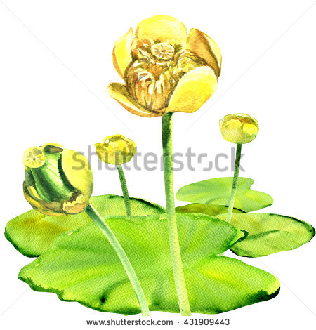 Nuphar Stock Photos, Royalty.