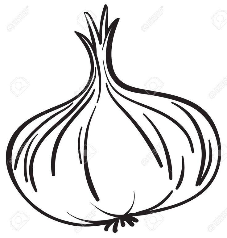 Onion Clipart.