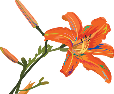 Tiger Lily Clip Art, Vector Images & Illustrations.