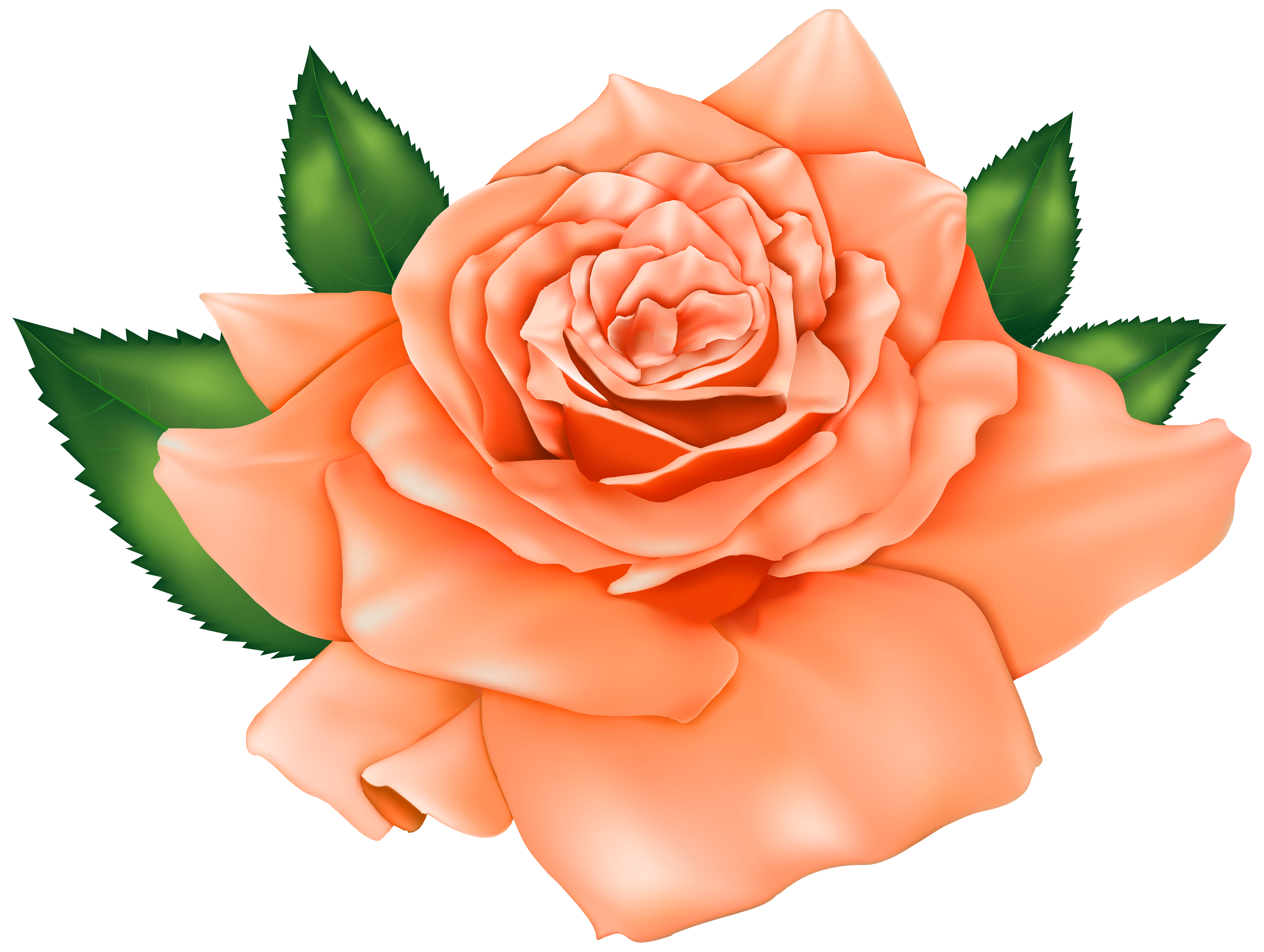 Beautiful Orange Rose PNG Clipart.