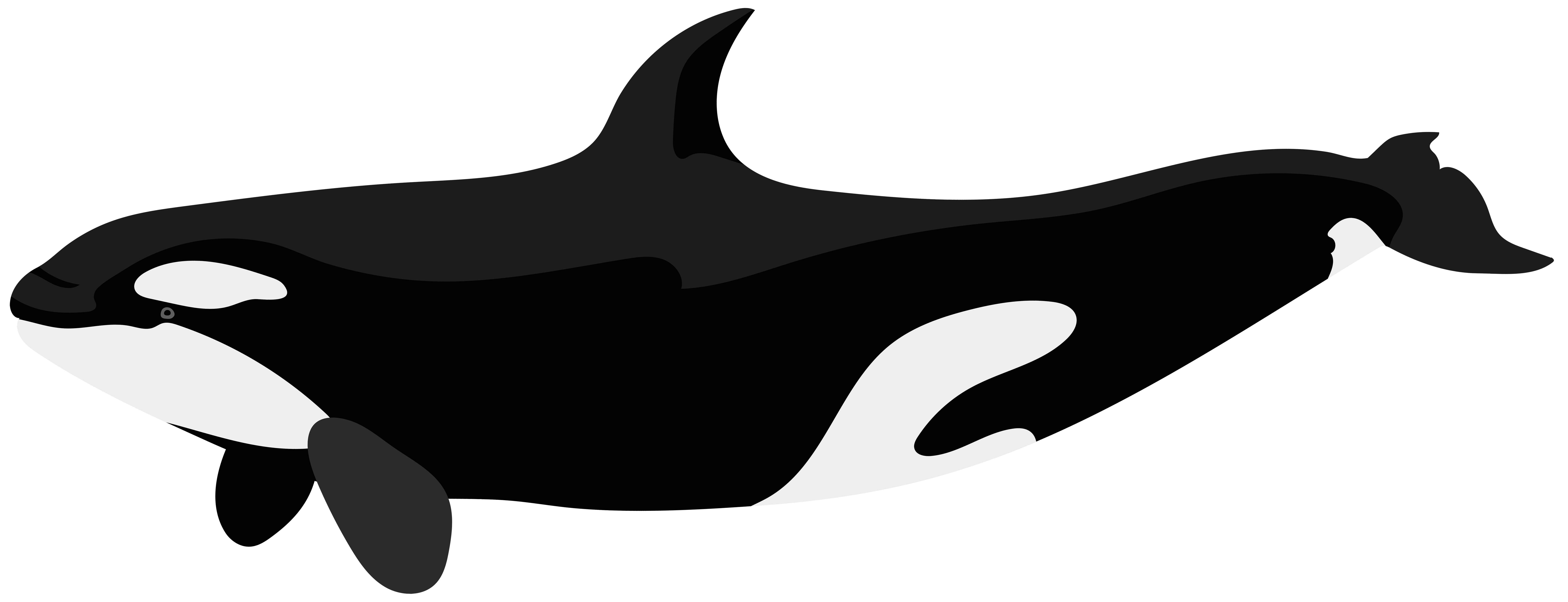 Orca PNG Clip Art Image.