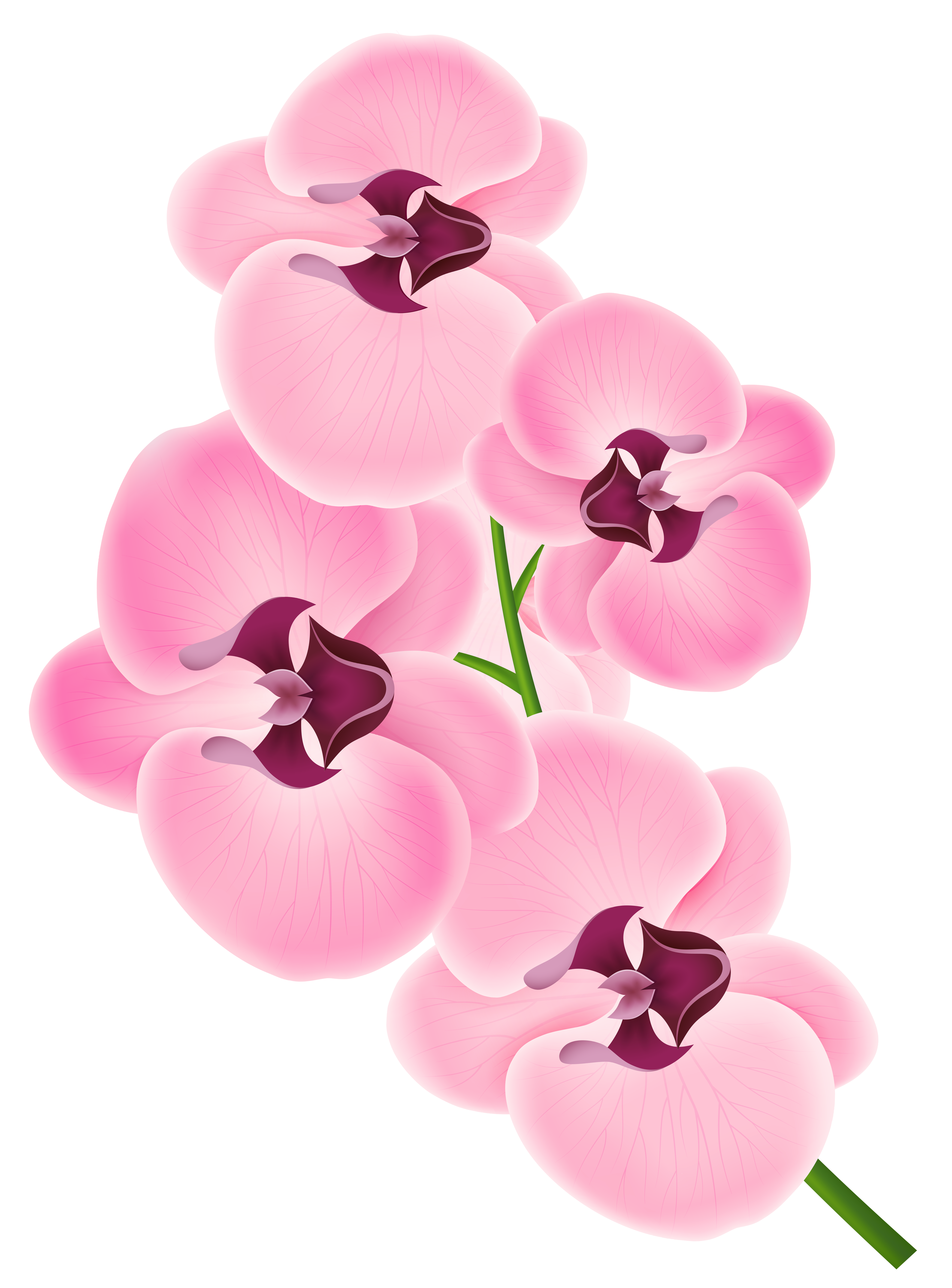 Pink Orchid PNG Clipart Image.