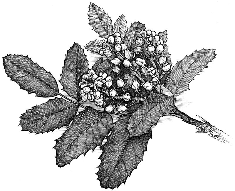 Mahonia aquifolium. Beautiful Oregon grape illustration.