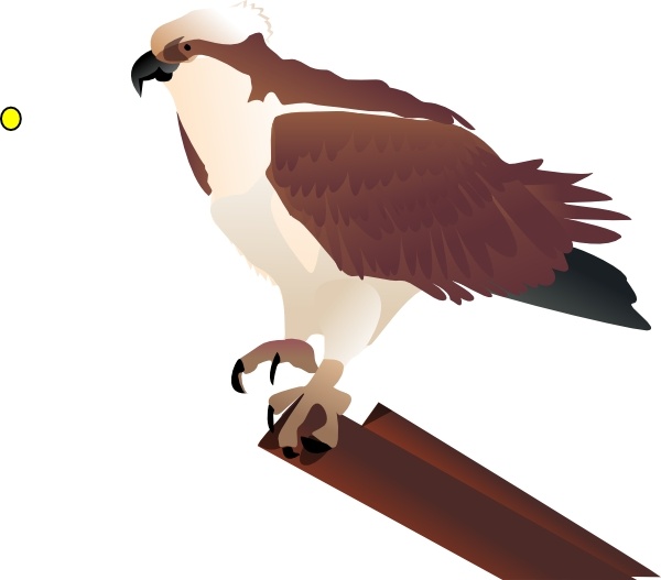 Osprey free vector download (7 Free vector) for commercial use.