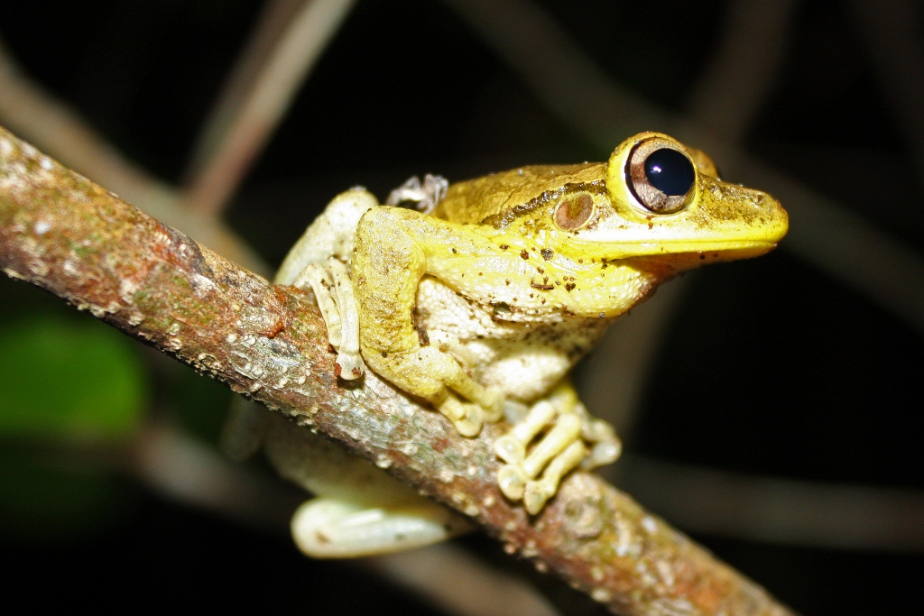 File:Cuban Tree Frog (Osteopilus septentrionalis).jpg.