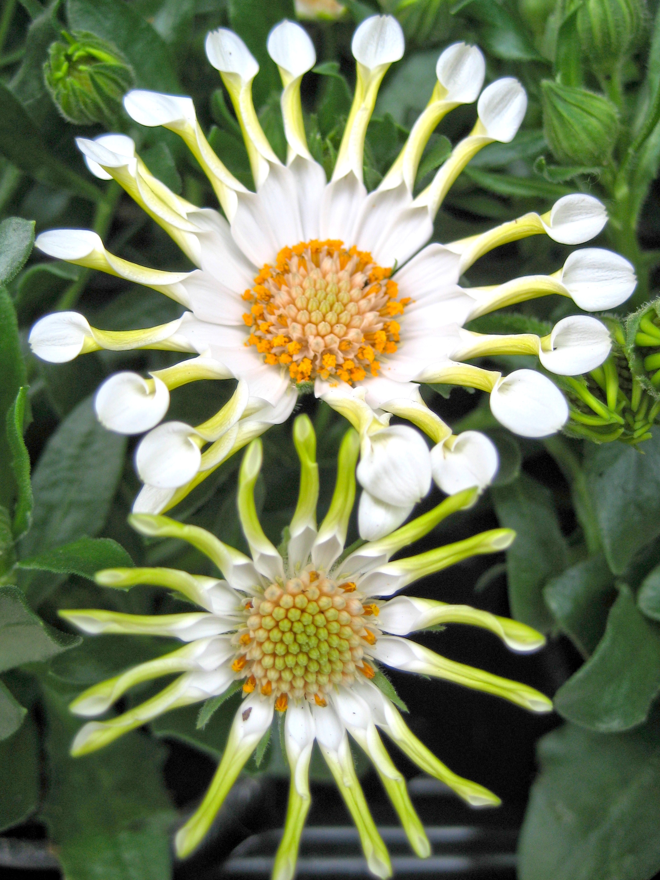 1000+ images about Osteospermum on Pinterest.