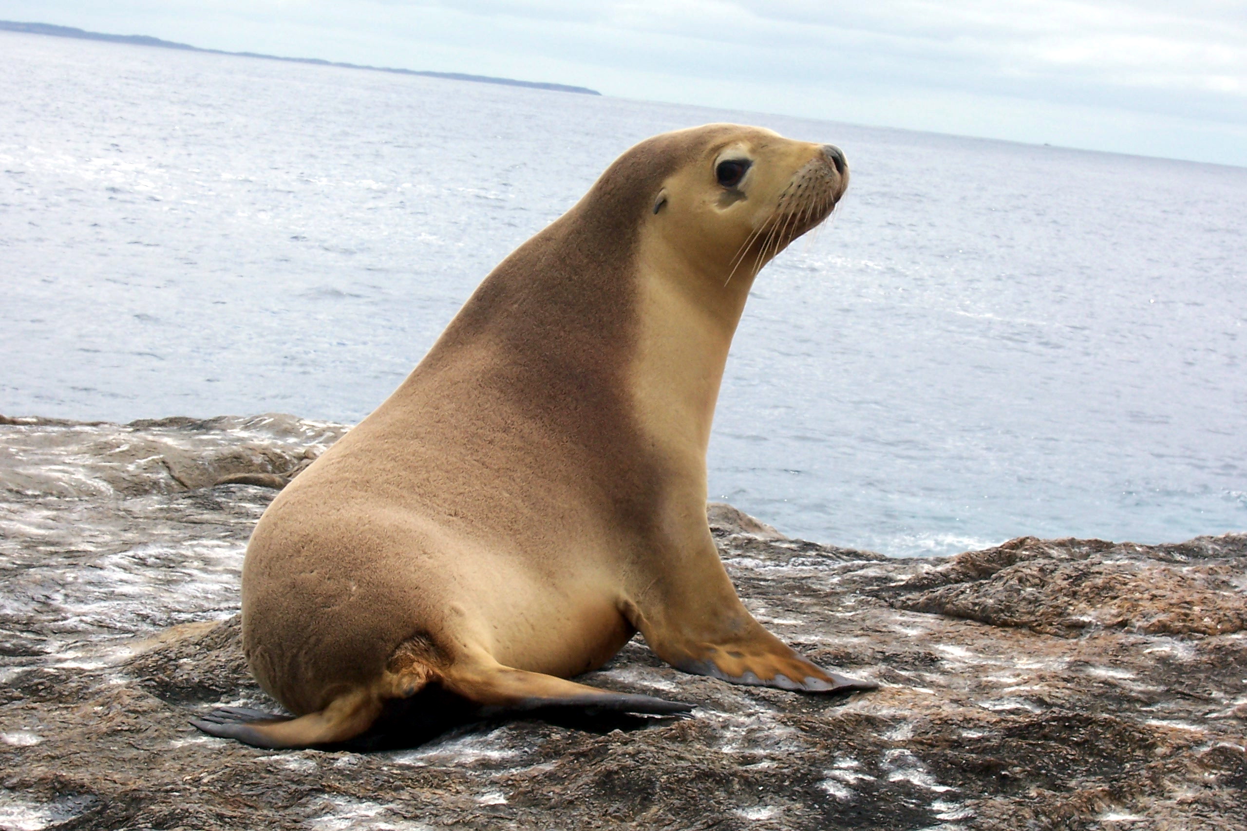 Watch more like Fur Seal Otariidae.