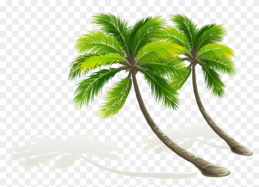 Palmera Dibujo Png Coconut Tree Vector Transparent.