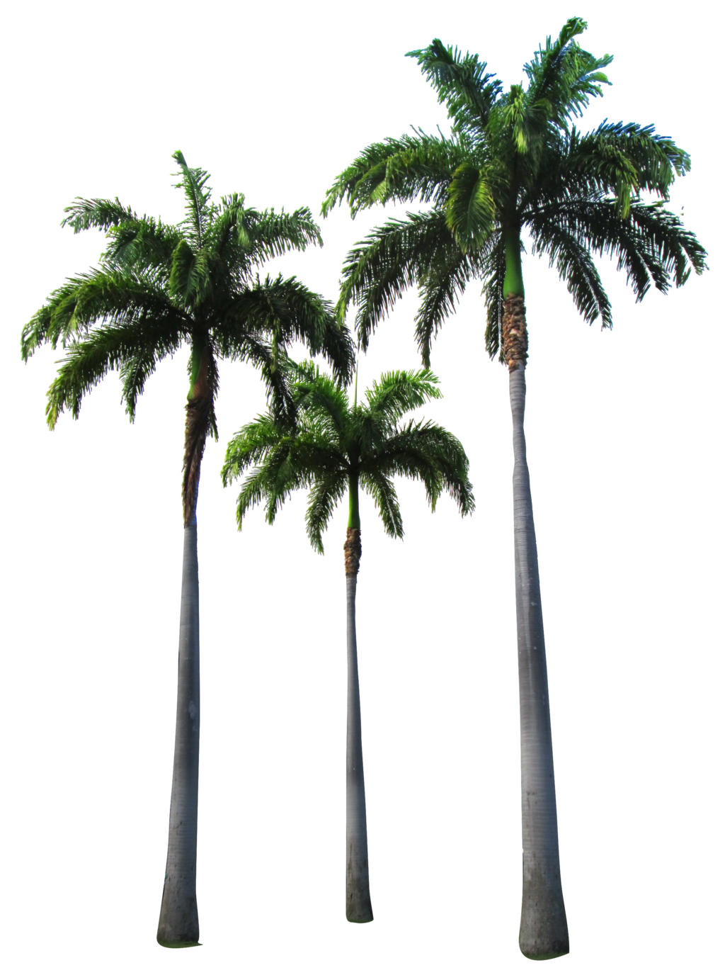 Palm Tree PNG Transparent Palm Tree.PNG Images..