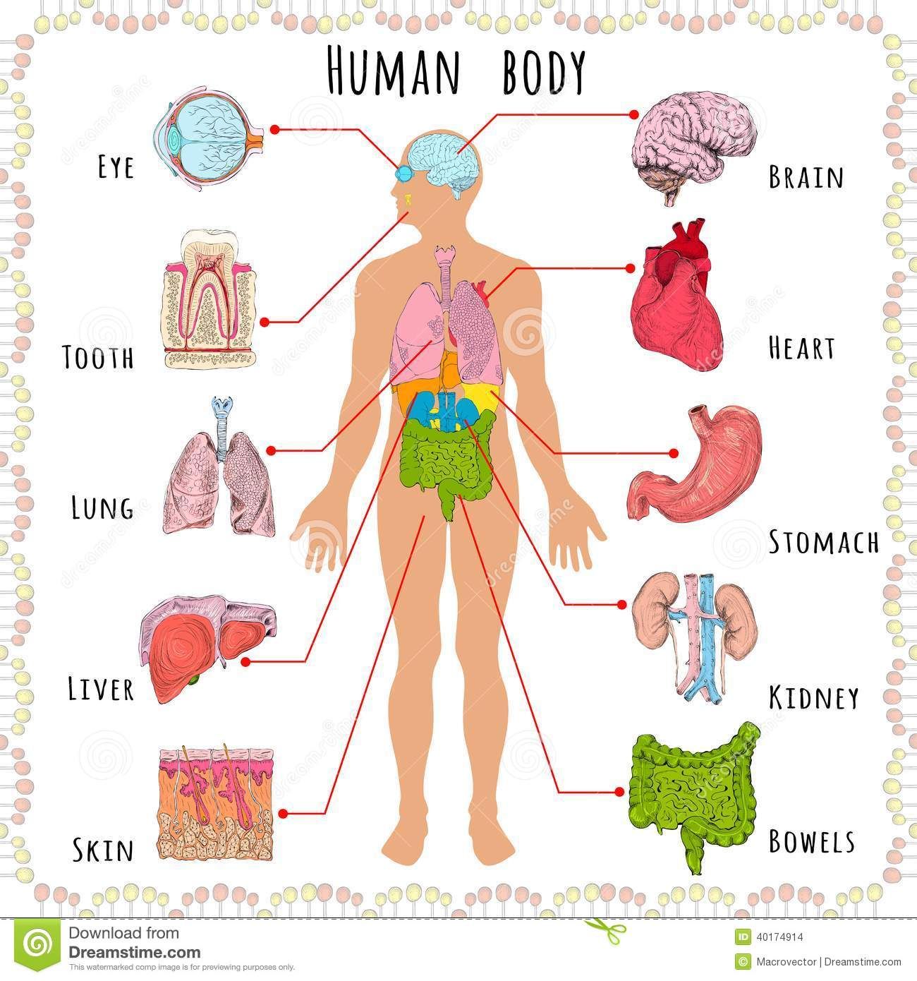 parts of the human body clipart 20 free Cliparts | Download images on ...