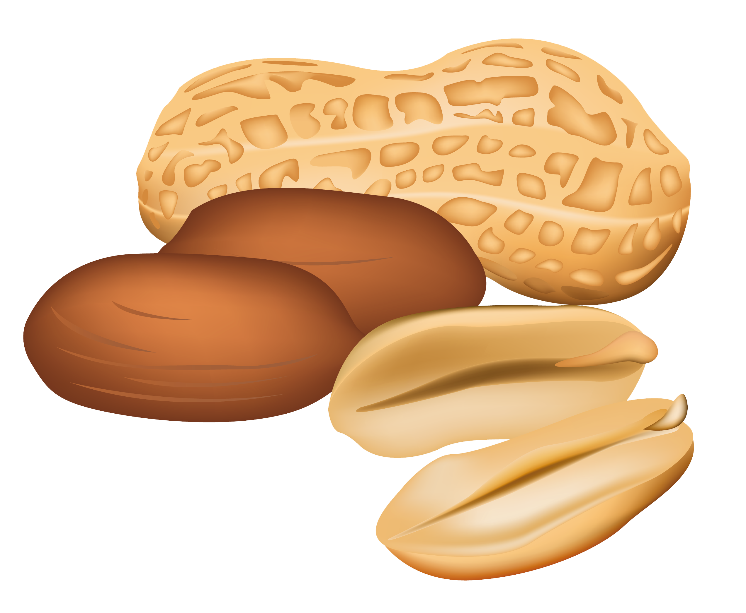 Peanut Clipart Png.