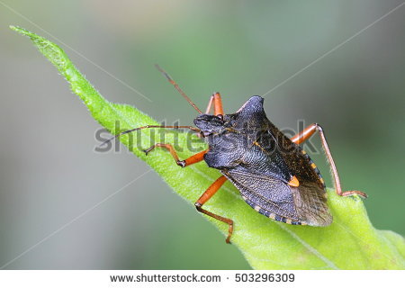 Shieldbug Stock Photos, Royalty.