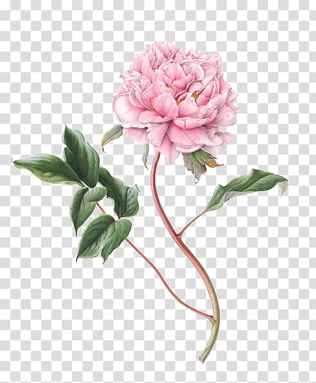 pink peony flower transparent background PNG clipart.