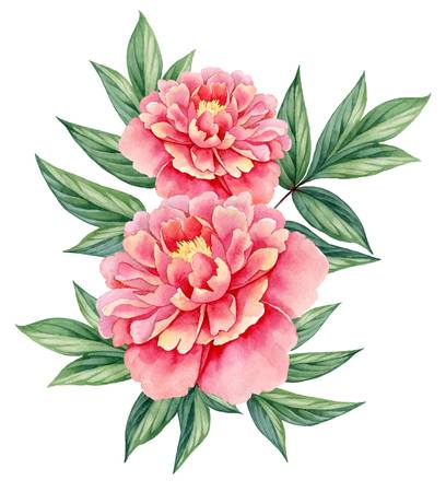 Peony flower clipart » Clipart Station.