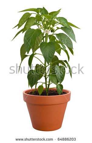 Pepper Plants Stock Images, Royalty.