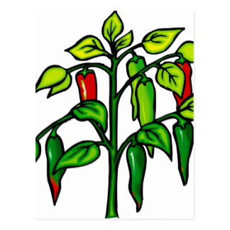 Pepper Plant Postcards.