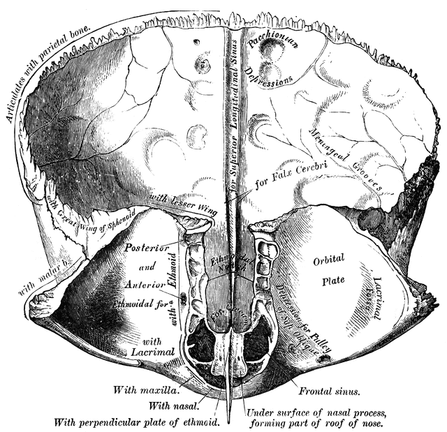 Frontal Bone.