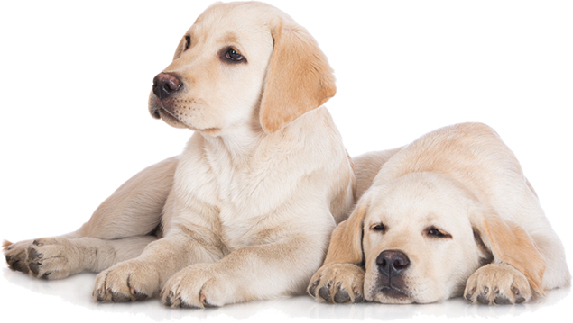 Dog PNG Image, Beautiful Dogs Transparent Pictures.