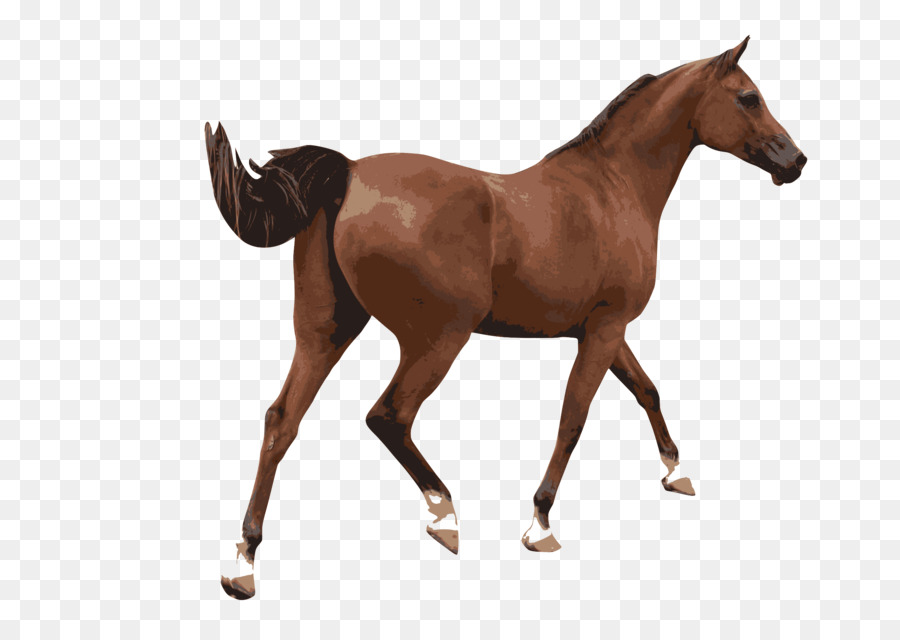 American Paint Horse Reitsport clipart.