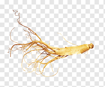 Asian Ginseng cutout PNG & clipart images.