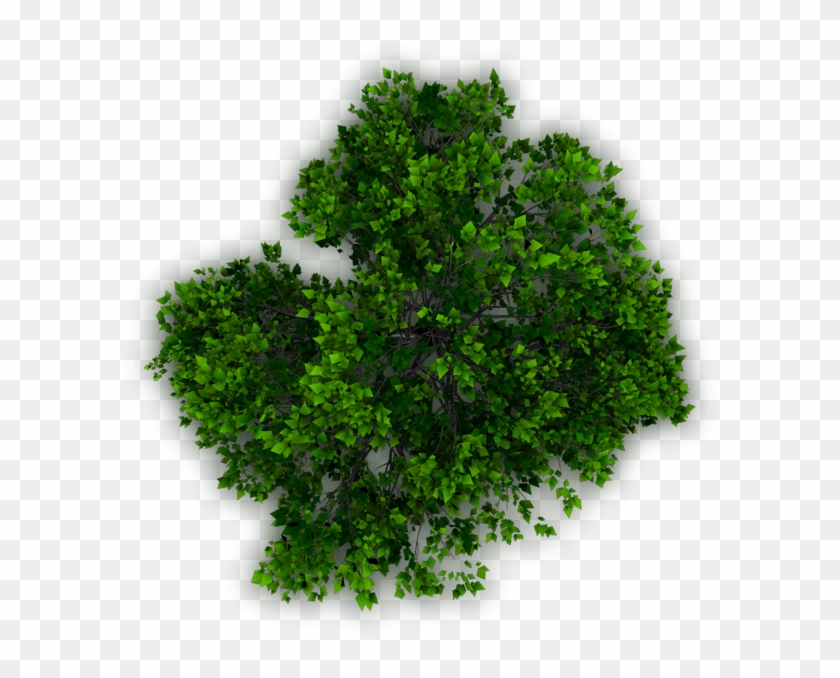 Trees In Plan For Photoshop, HD Png Download (#615855), Free.