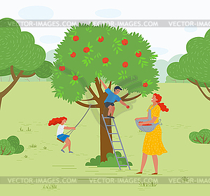 Apple Tree Woman Picking Fruits Kid Playing.