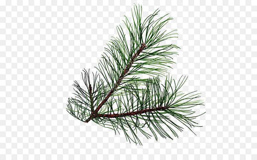 White Christmas Tree png download.