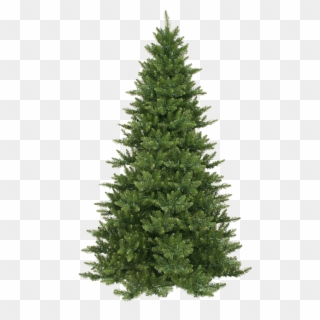 Pine Tree PNG Images, Free Transparent Image Download.