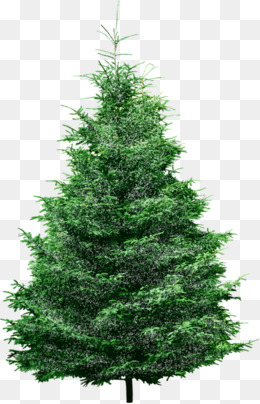 Pine Tree PNG Images, Download 769 Pine Tree PNG Resources.