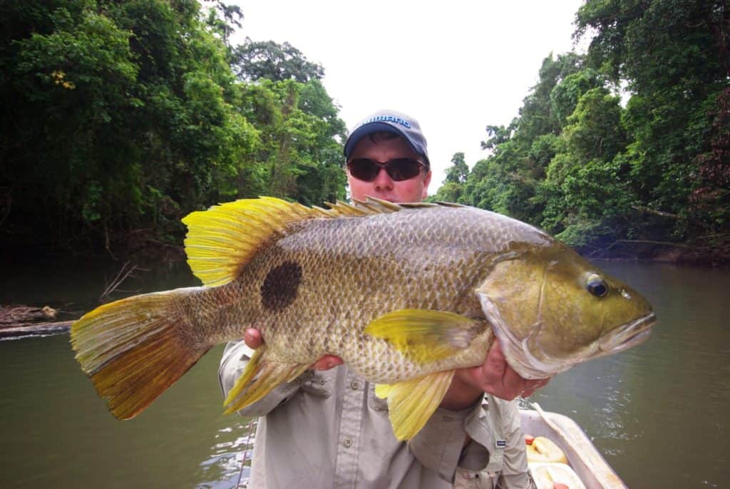 PNG Black Bass.