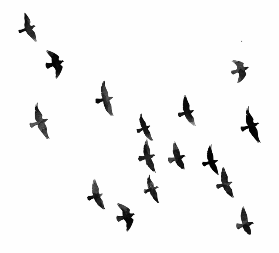 Bird Hd Png.