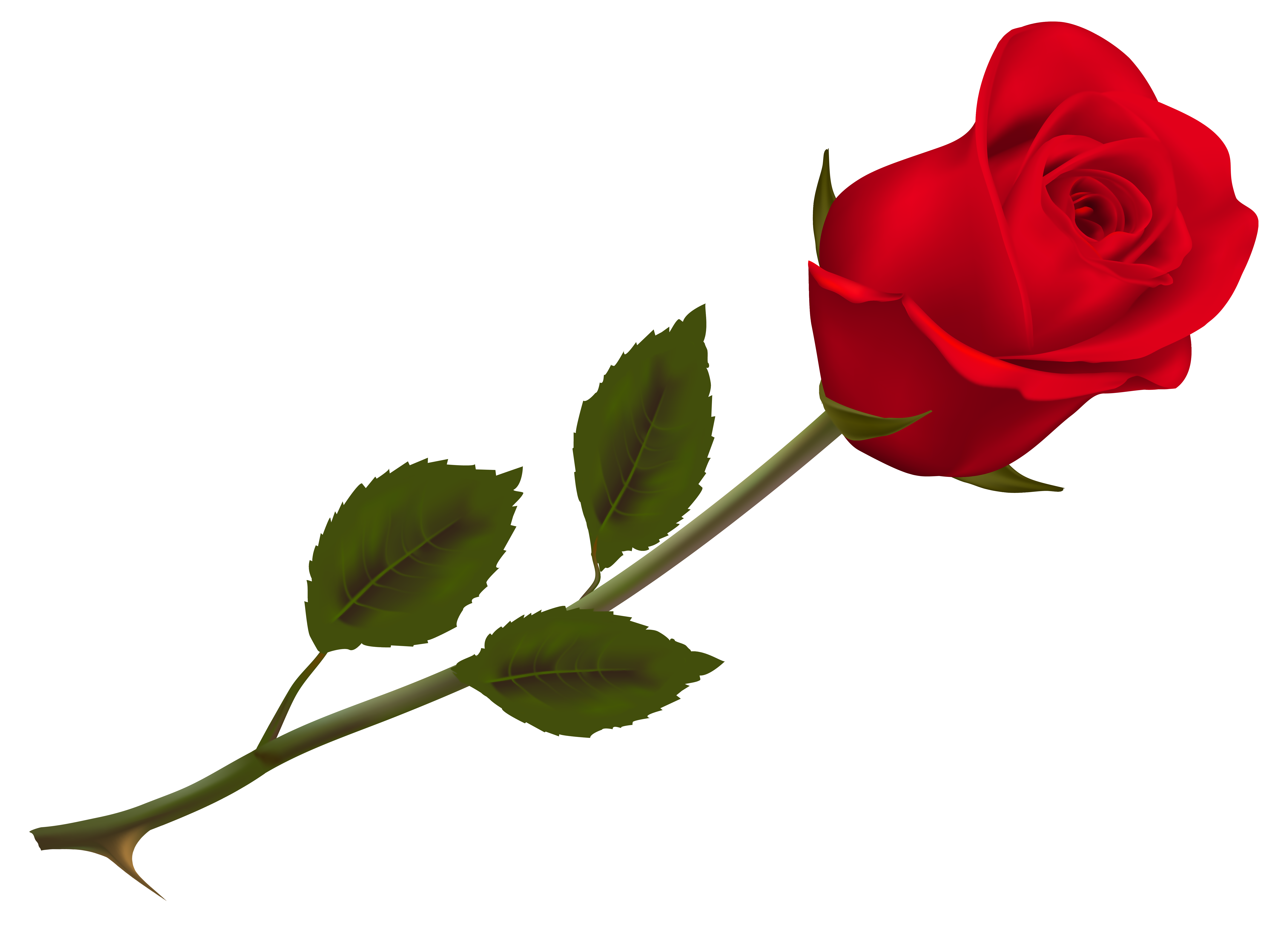 Transparent Beautiful Red Rose PNG Picture.