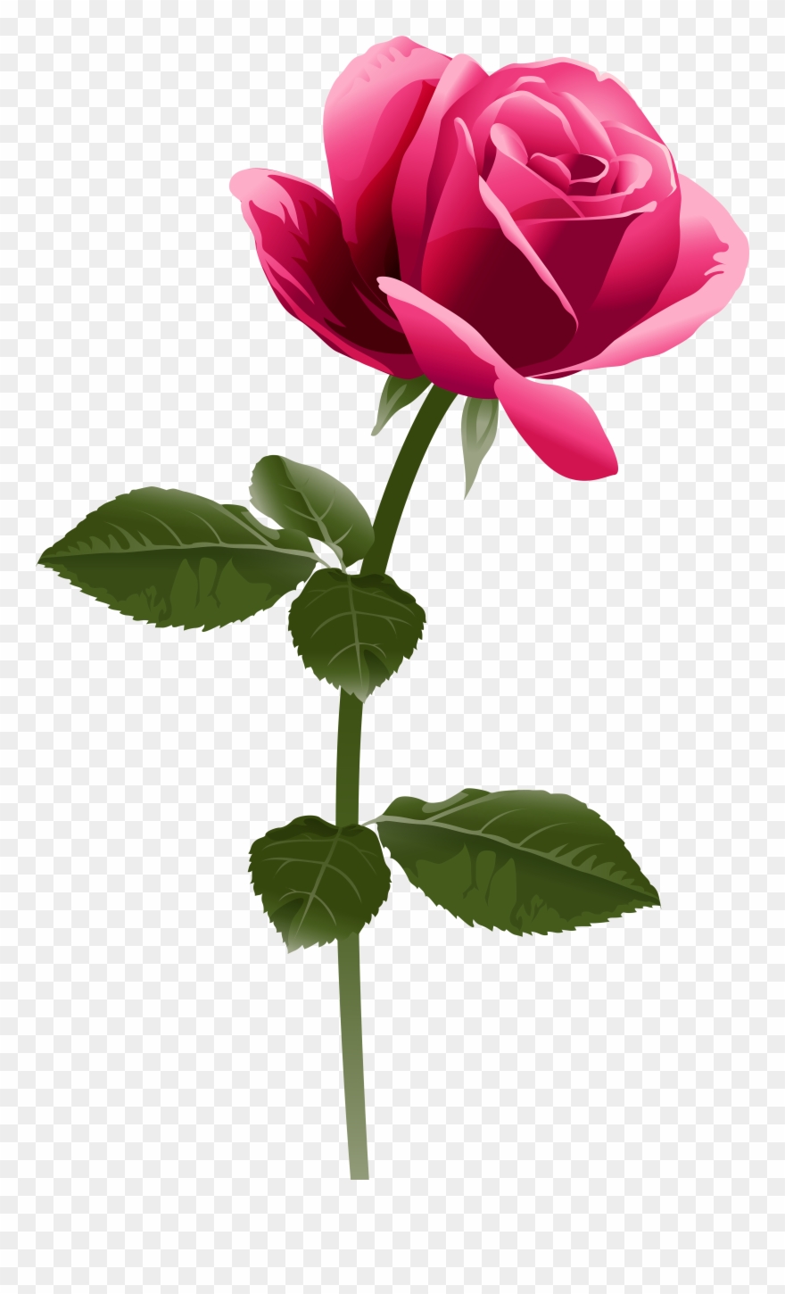 Pink Rose Png Clip Art Image.