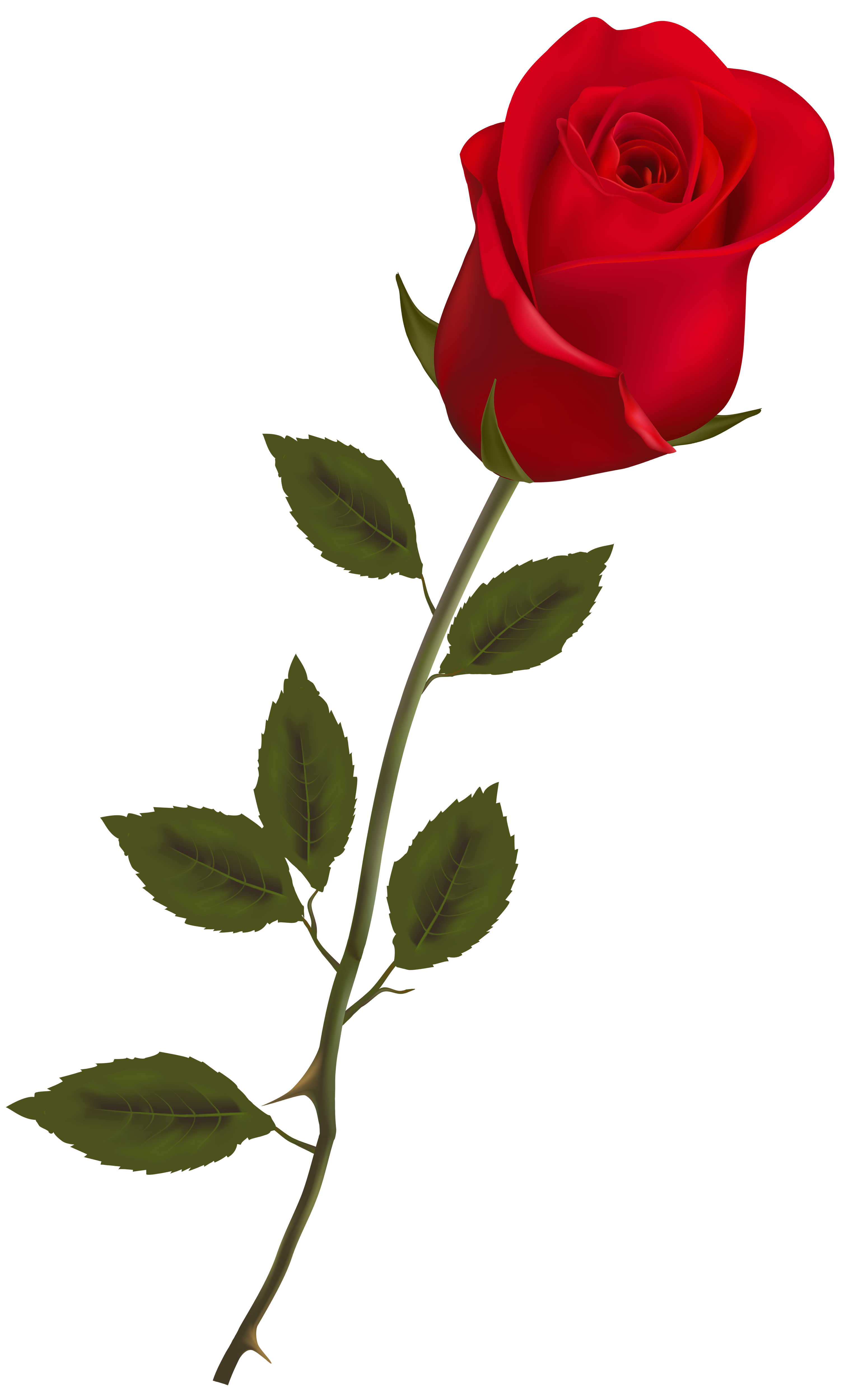 Beautiful Stem Red Rose PNG Clipart.