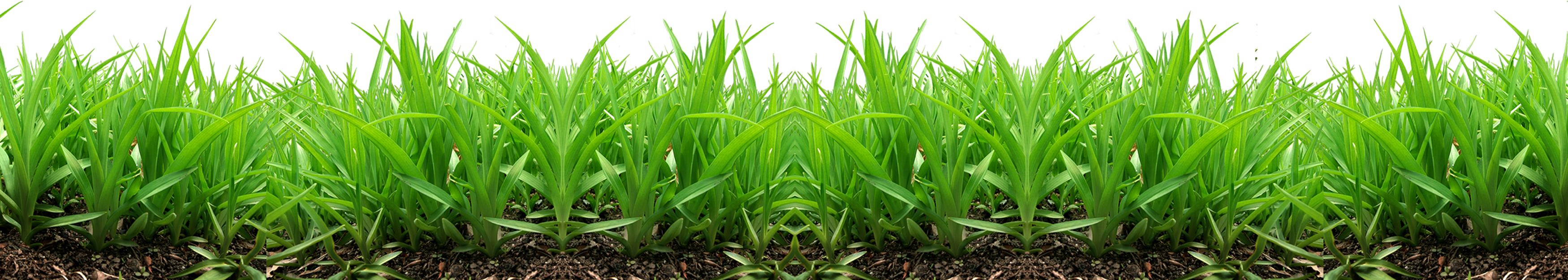 Grass PNG images, pictures.