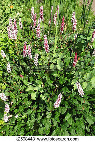 Stock Photo of Highlander kin (Polygonum affine), the family.