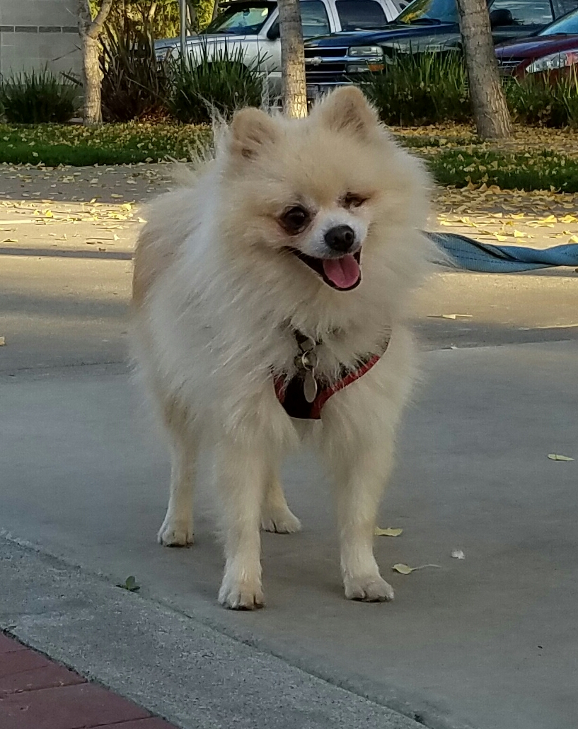 San Francisco Bay Area Pomeranians for Adoption *.