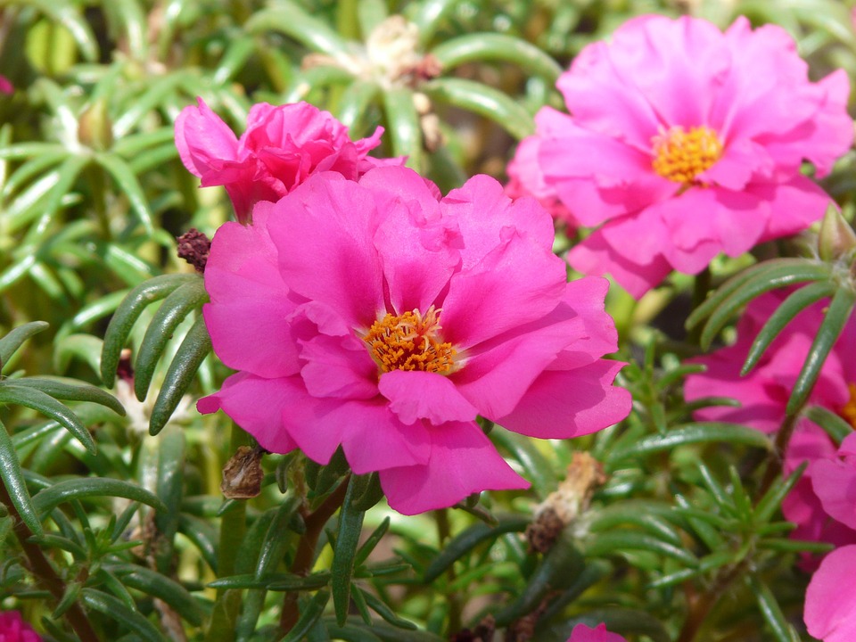 Free photo: Portulaca Grandiflora.