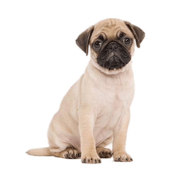 Cute Pug Puppy transparent PNG.