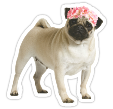 Pug png tumblr 2 » PNG Image.