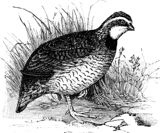 Bob White Quail.