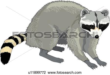 Raccoon Clip Art and Illustration. 2,365 raccoon clipart vector.