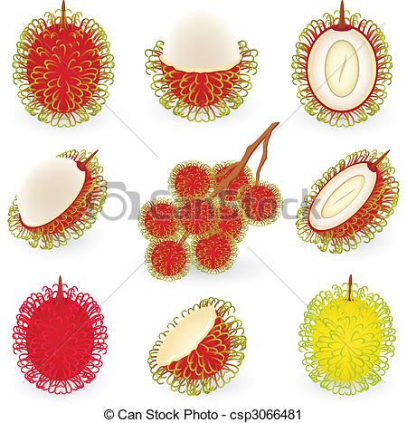 Vector Clip Art of Rambutan.