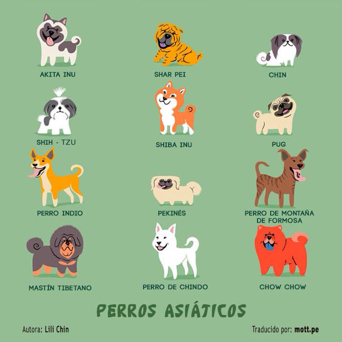 Raza de perro asiatico.