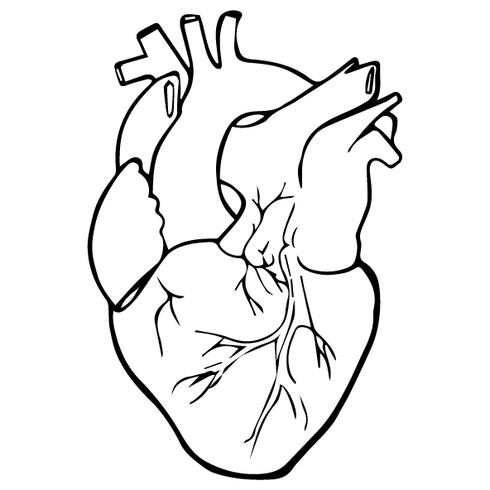 Realistic Heart Outline.