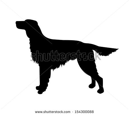 Irish Setter Stock Images, Royalty.