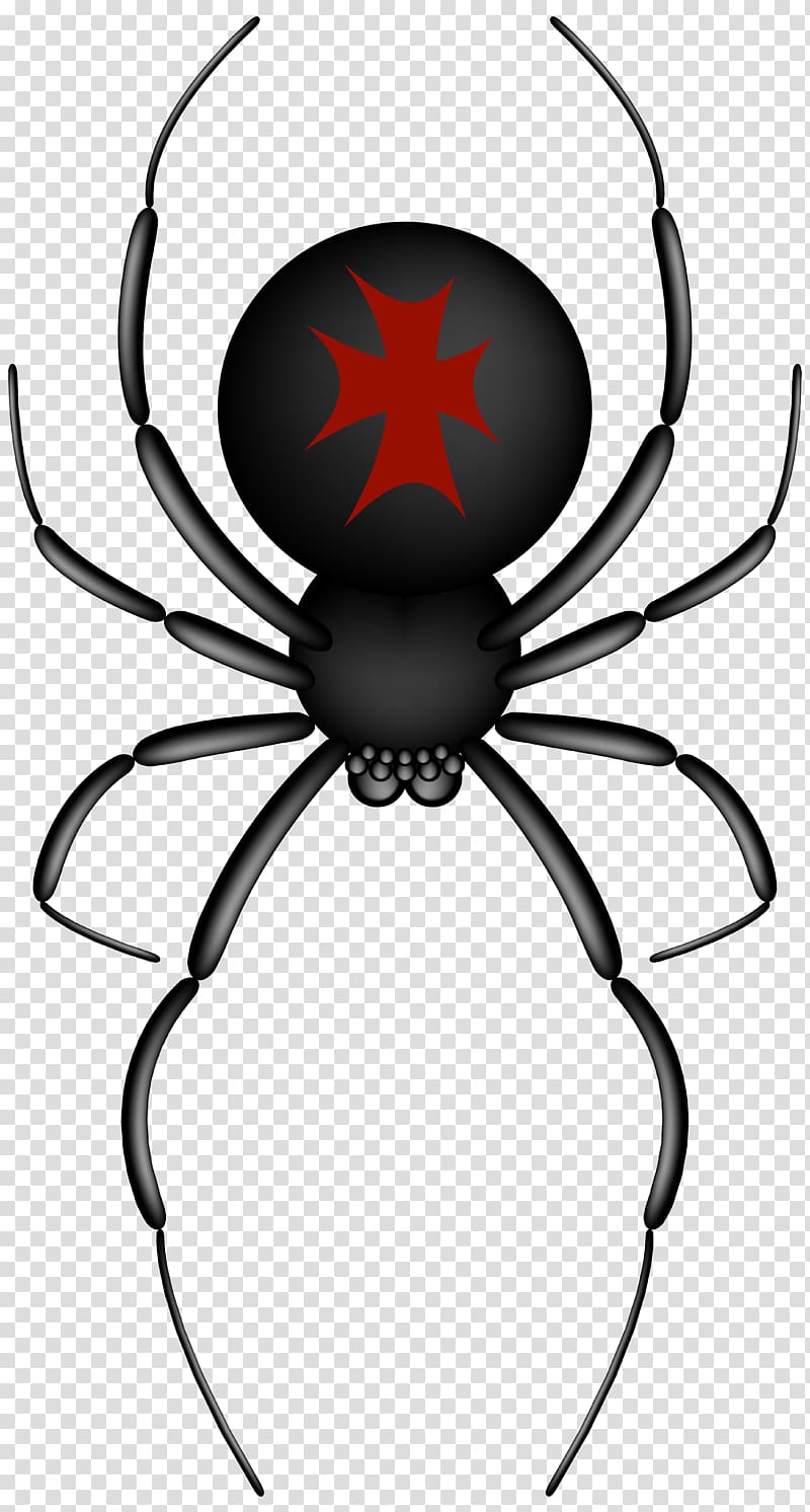 Black and red spider illustration, Spider.